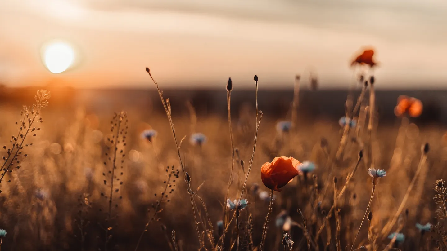 Miljöbild med blommor.