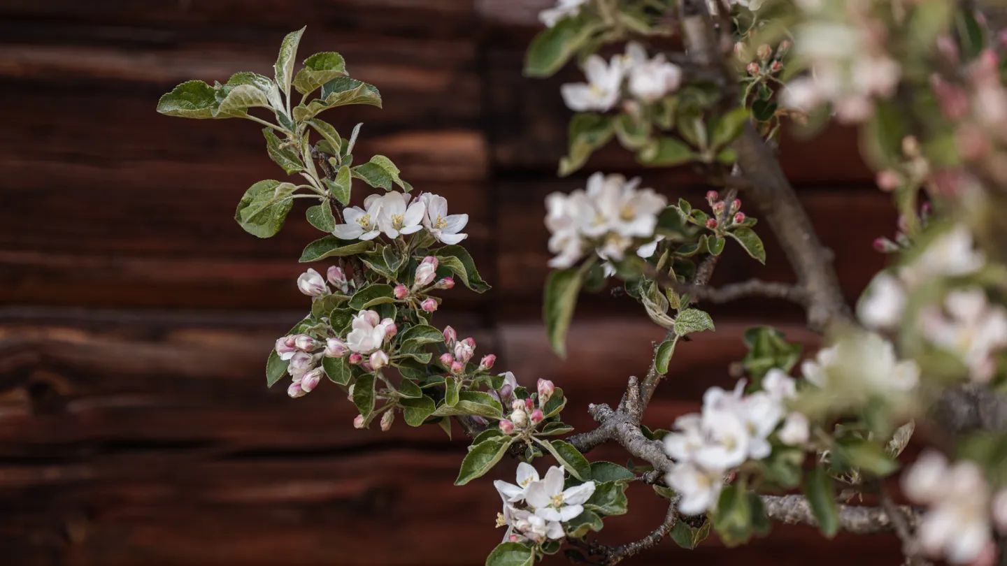 Blommande träd.