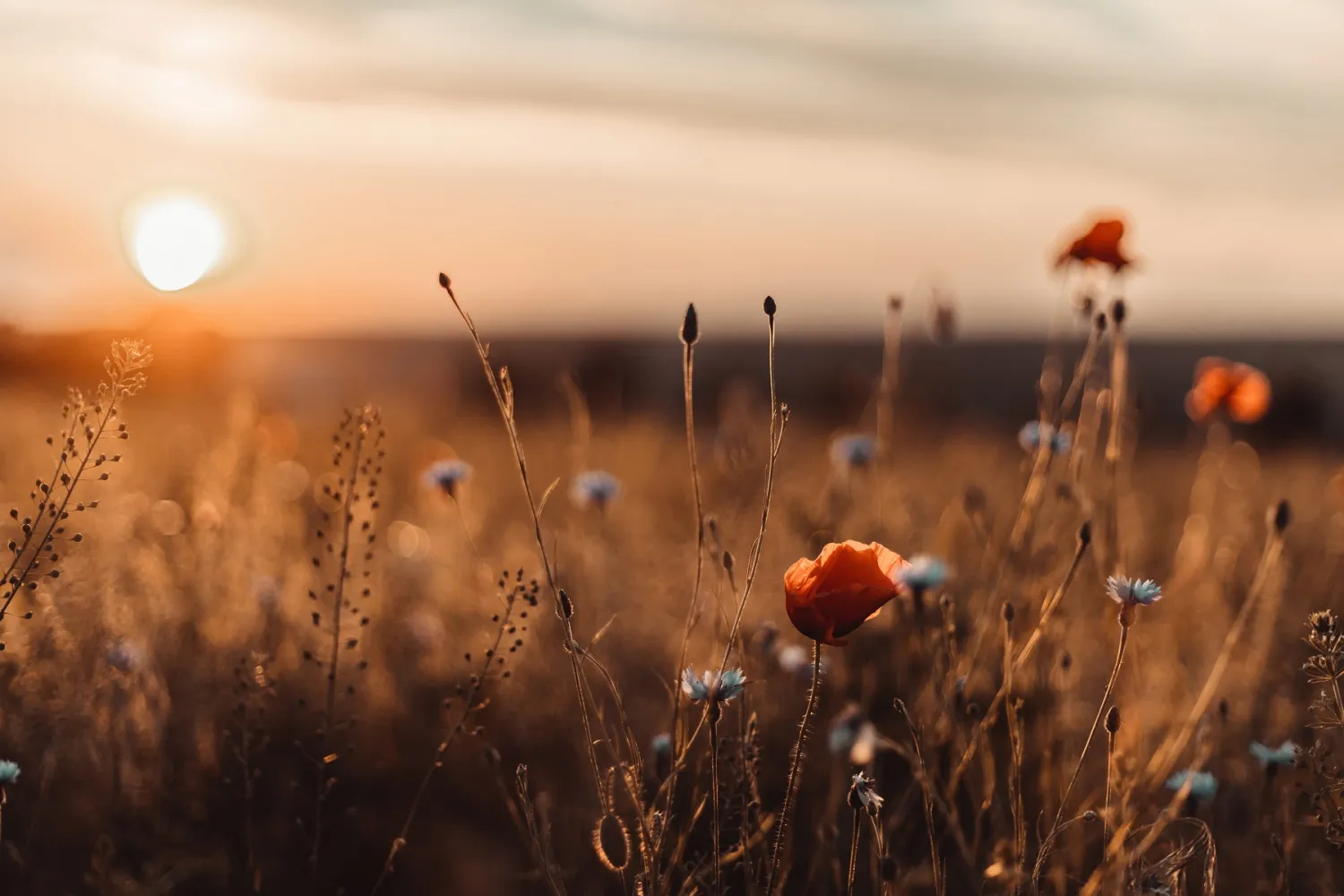 Miljöbild med blommor.
